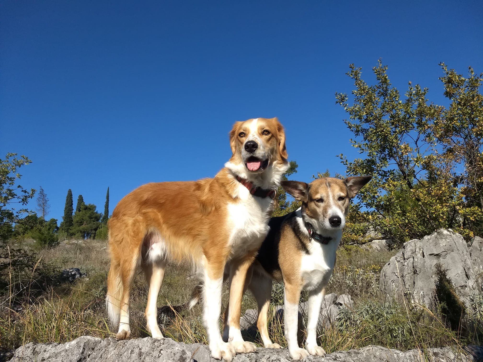 Adopted street dog - happy ending