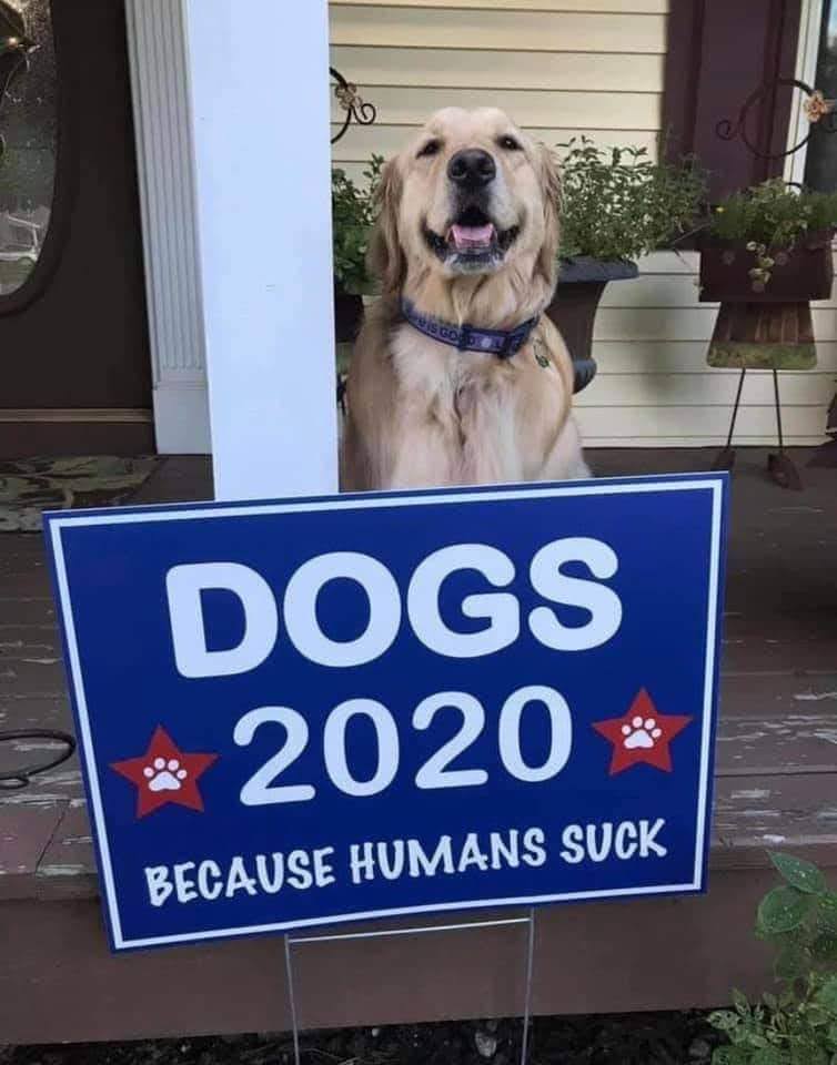 Happy golden retriever