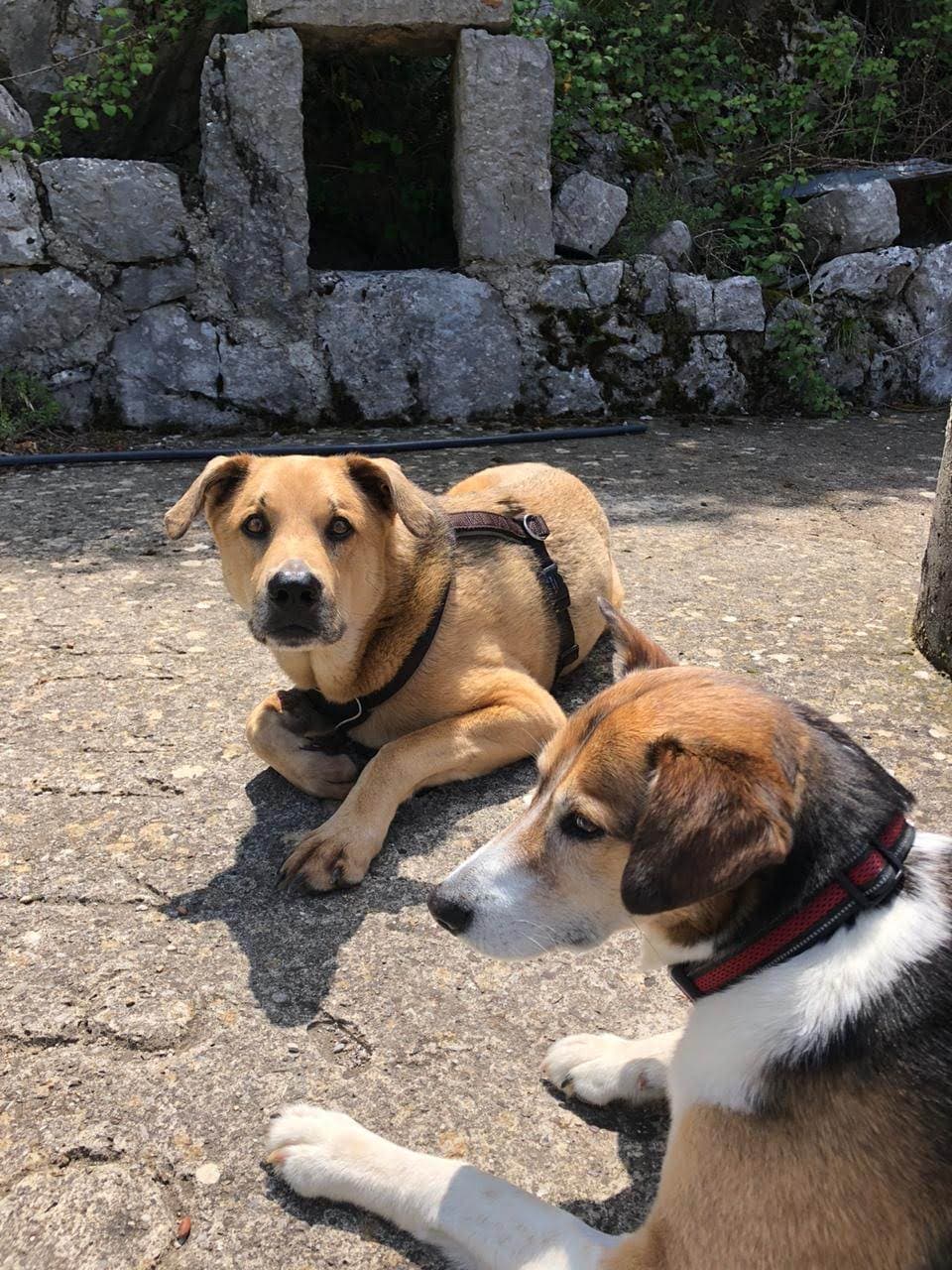 Rescued dog finding a home