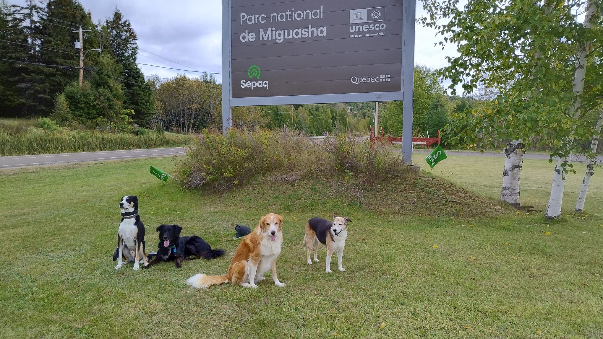 Street dog in Montenegro