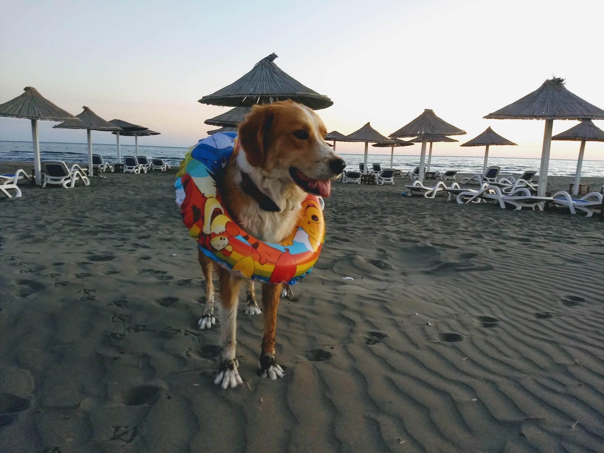 Safari Beach venue - stage location